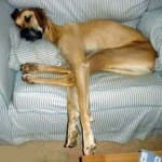 dog-tired dog-tired